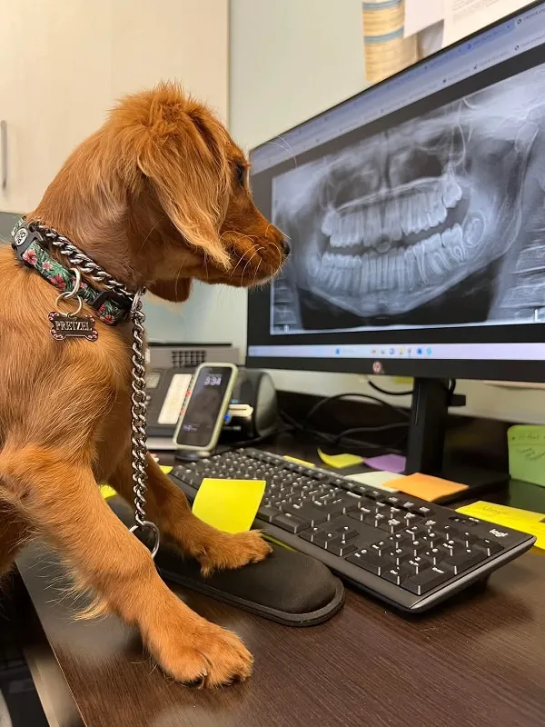 Pretzel checking out xrays