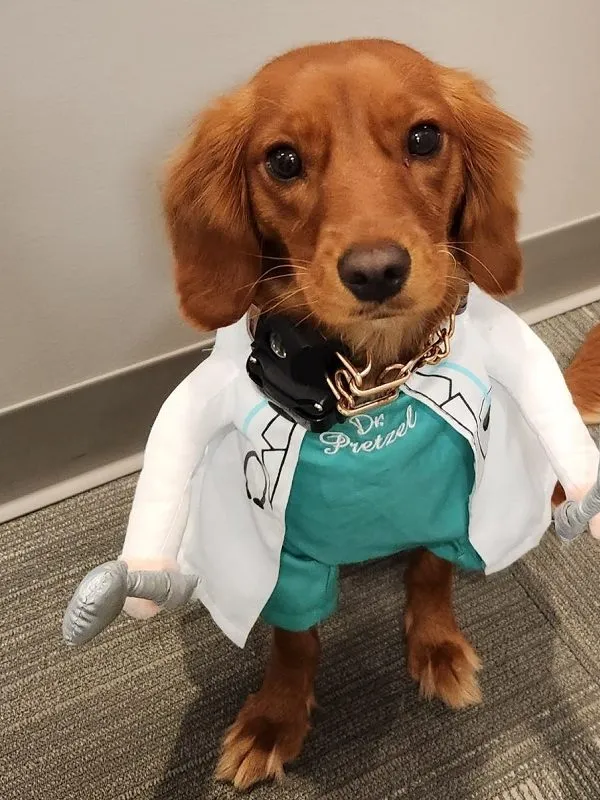 Pretzel in doctor uniform