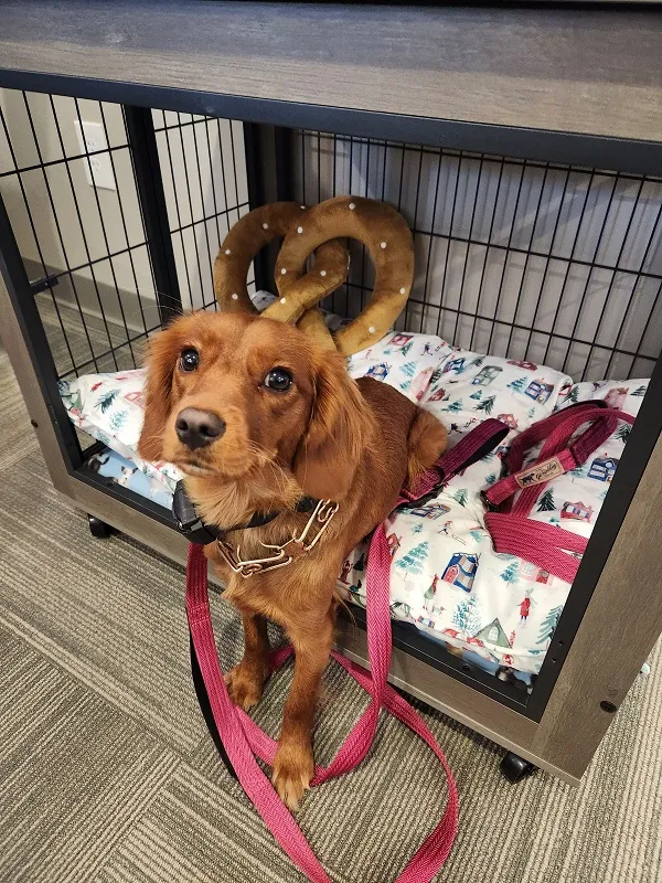 Pretzel in crate