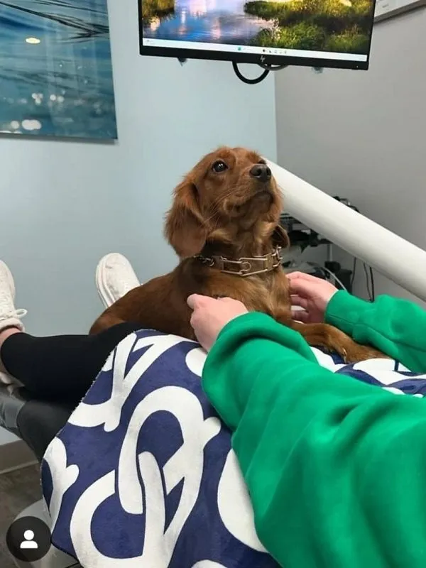 Pretzel comforting patient