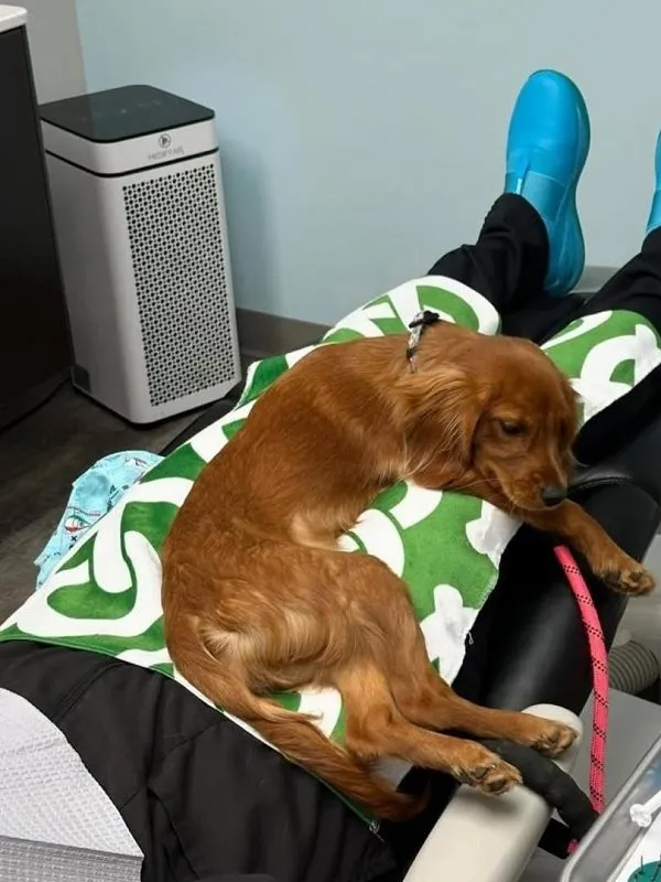 Pretzel comforting a patient laying