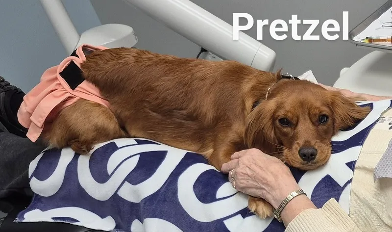 Pretzel laying on patient
